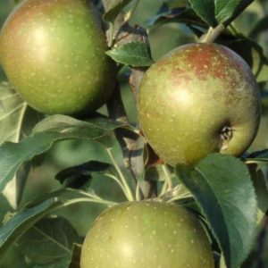 Egremont Russet