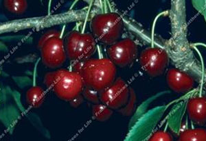 Cherry – Lapins `Cherokee`