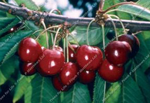 Cherry – Stella