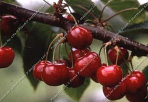 Cherry – Sweetheart ®