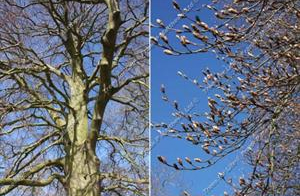 Fagus sylvatica