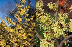 Hamamelis – Hamamelis x intermedia ‘Pallida’