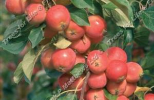 Malus – Malus Jelly King ®