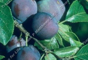 Plum – Marjorie’s Seedling