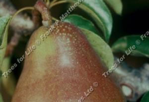 Pear – Doyenne du Comice