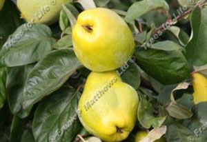 Quince – Portugal