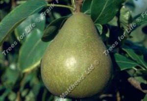 Pear – Williams’ Bon Chretien