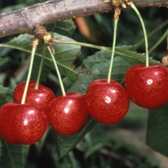 Cherries