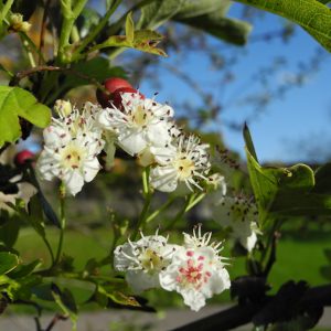 Crataegus mon Biflora Crataegus