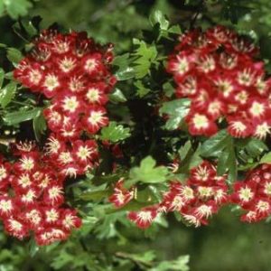 Crataegus lae Crimson Cloud