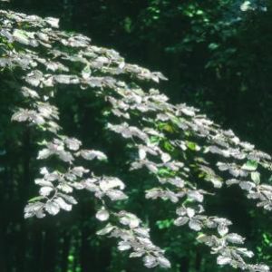 Fagus syl Purpurea