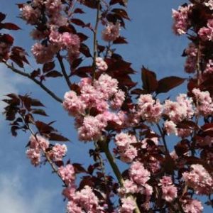 Prunus Royal Burgundy