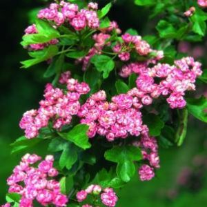 Crataegus lae Rosea Flore Pleno