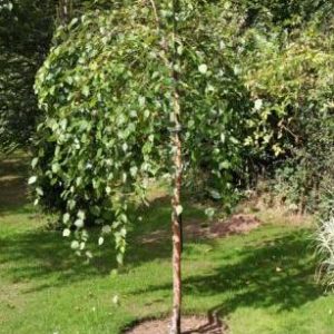 Betula nigra Summer Cascade ®