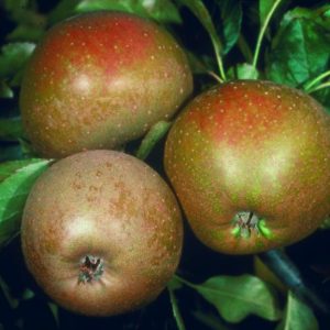 Ashmead’s Kernel