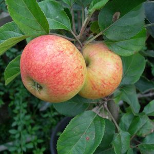 Irish Peach